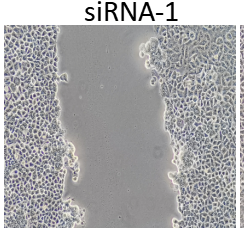 劃痕實(shí)驗(yàn)